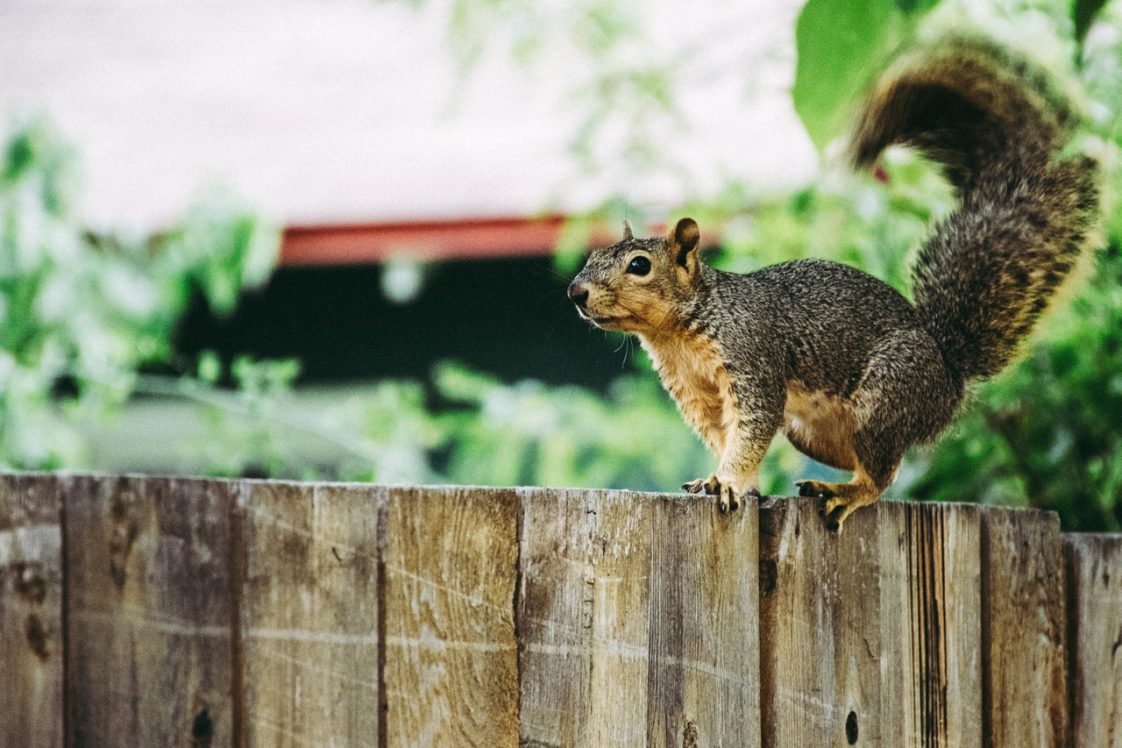 Here’s How to Get Rid Of Squirrels in the Walls Solution Tales