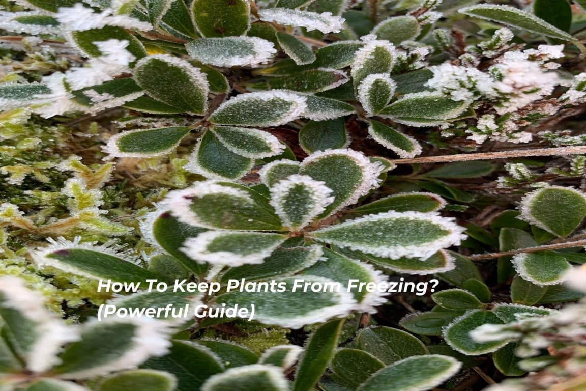 How To Keep Plants From Freezing? (Powerful Guide) Solution Tales